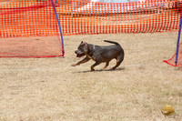 *American Pitbull Terrier Precision Coursing Sat Longview WA 2024