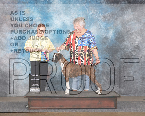 Boxer #474 Sat BOW Judge Brenda Landers-_JP_3071e_Longview TX 2024-HR3