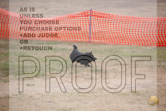 Schipperke Percision Coursing Sat Longview WA 2024_JJL_3764_Longview WA_2024_HR3