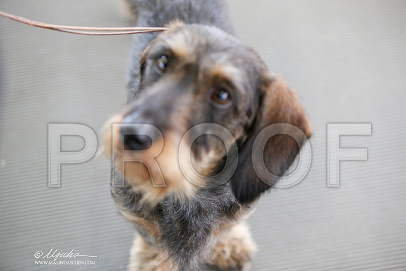 _JJ_2819-DallasJul2014-HR3