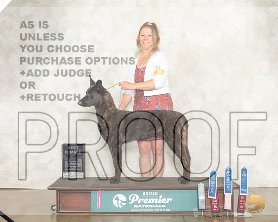 Dutch Shepherd #782 NOvC__MJ_9179_Premier_2022_HR3