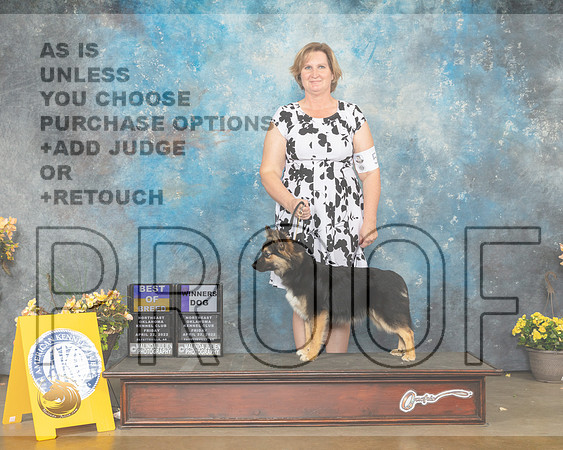 Icelandic Sheepdog #5 Fri BOBWD Judge Cathy Daugherty-MMJ_9554-NWARK2022-HR3
