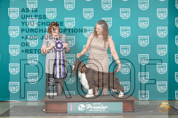 English Springer Spaniel #439 Sat TDBIS Judge Lori Sargent__JP_2795_Premier_2024_HR3