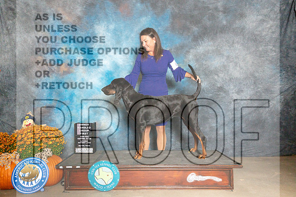 Black and Tan Coonhound #6 Sat OHG1 Judge Shelley Hennessey_MJ_5949_Belton_2022_HR3