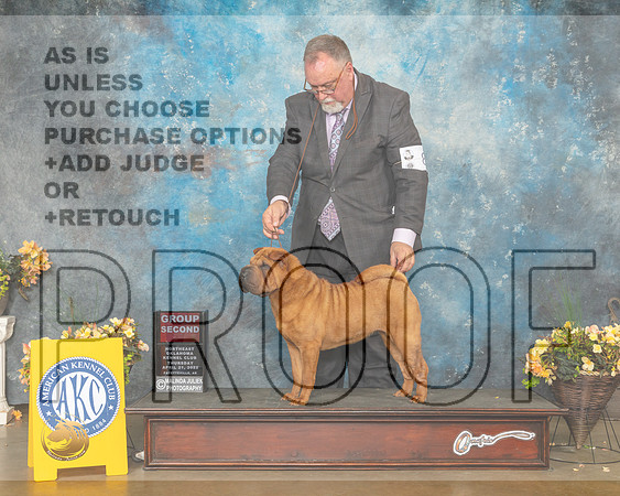 Chinese Shar Pei #8 Thur G2 Judge Carol Jean Nelson-MMJ_9069-NWARK2022-HR3