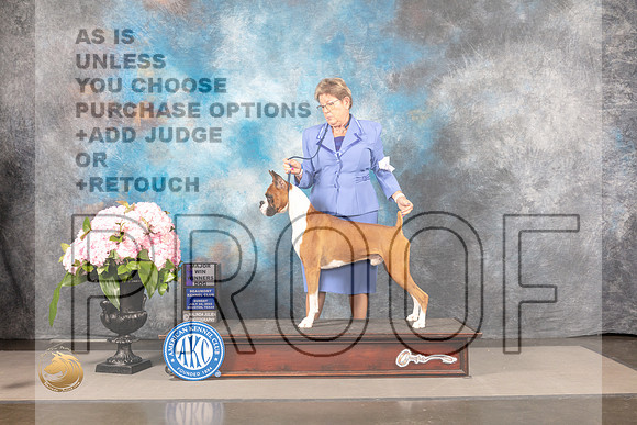 Boxer #49 SUN WD Judge John Wade_MJ_8172_Houston_2022_HR3