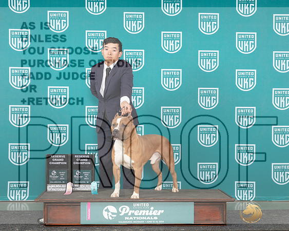 American Pit Bull Terrier #1075 Fri RGCH Sun RGCH_JP_2870_Premier_2024-HR3