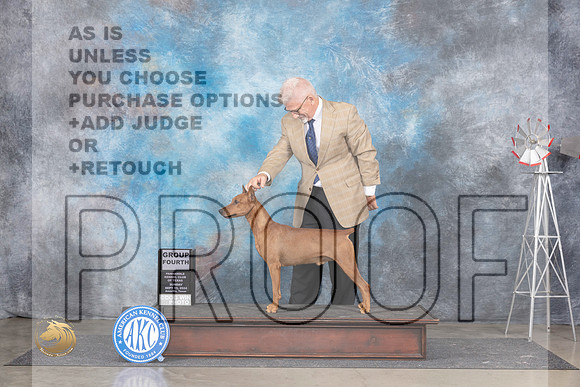 German Pinscher #7 Sun G4 Judge Jon Cole__JP_6561_Amarillo_2024_HR3