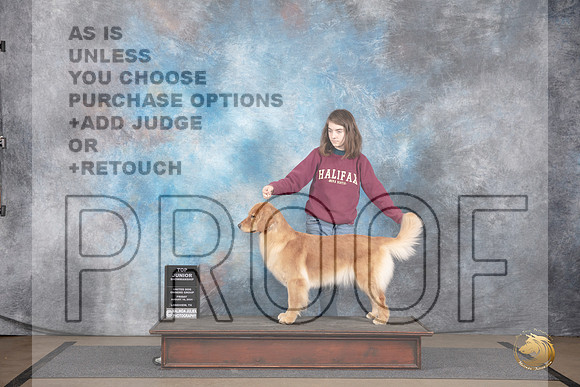 Golden Retriever #108 Fri BJr Judge Jon Julien__JP_2372_LongviewTX_2024_HR3