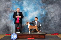 Basenji #? Sun G2 Judge Sidney Marx