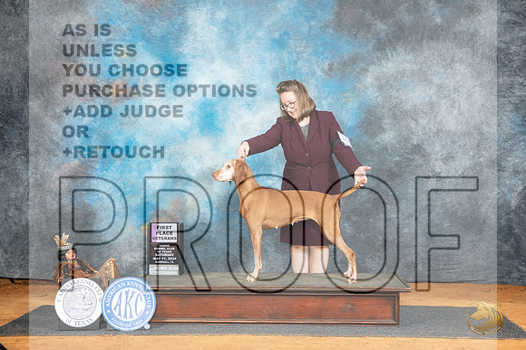 Vizsla #14 Sat BV Judge Lisa Graser__JP_7560_MARSHALL_2024_HR3
