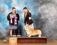 Pembroke Welsh Corgi #125 Fri2 ABISTD Judge Monique LaPerrier