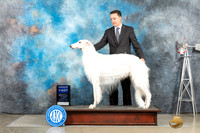 Borzoi #11 Sun G1 Judge Sharon Derrick