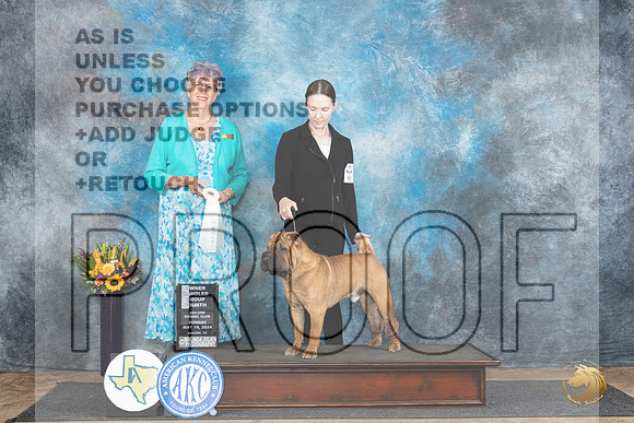 Chinese Crested #5 Sun OHG4 Judge Sharol Candace Way__JP_0048_Abilene_2024_HR3