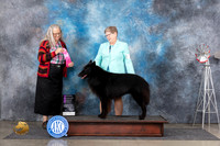 Belgian Sheepdog #5 Fri OHG1 Judge Denise Dean