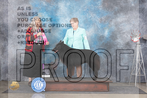 Belgian Sheepdog #5 Fri OHG1 Judge Denise Dean__JP_5650_Amarillo_2024_HR3