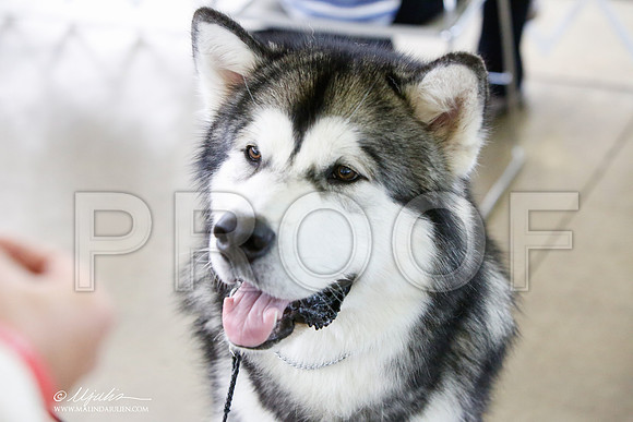 _JJ_0364-DallasJul2014-HR3