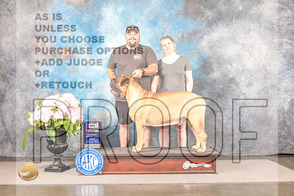 Bullmastiff #17 SUN WD Major Judge Ken MurrayBullmastiff #17 SUN WD Major Judge Ken Murray_MJ_7929_Houston_2022_HR3_Houston_2022_HR3