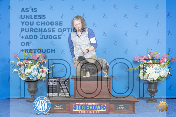 TIbetan Spaniel #8 FRI SB OHBOB Judge Jon Cole__JP_9139_Houston_2024_HR3
