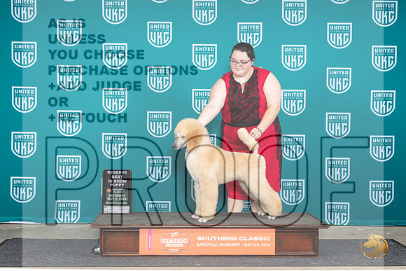 Poodle Std #601 Sat PRBIS Judge Valerie Piltz__JP_6491_BatesvilleMS_2024_HR3