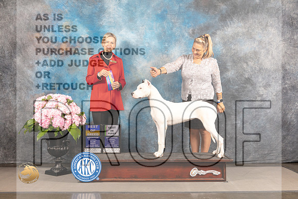 Dogo Argentino #6 FRI WB BW BOB BP Judge Patricia Sosa_MJ_4947_Houston_2022_HR3