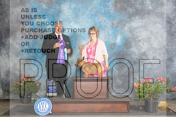Norwich Terrier #16 BOWCH Judge John F Booth__JP_5868_San Antonio_2024_HR3