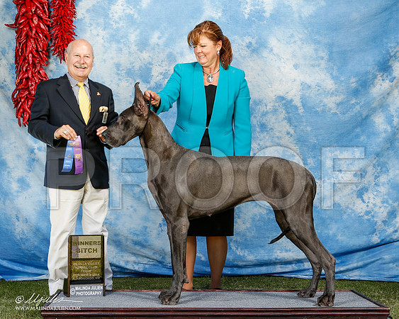 Great Dane #14 FRI WD Sanchez Jessica Judge Francisco Chapa +J +A1 + HR palmmadison@yahoo.com - 04e-AlamogordoOct2014-HR3