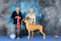Great Dane #6 WED BOS Judge James Remaklus