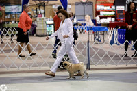 Pugs Specialty Wed Ring