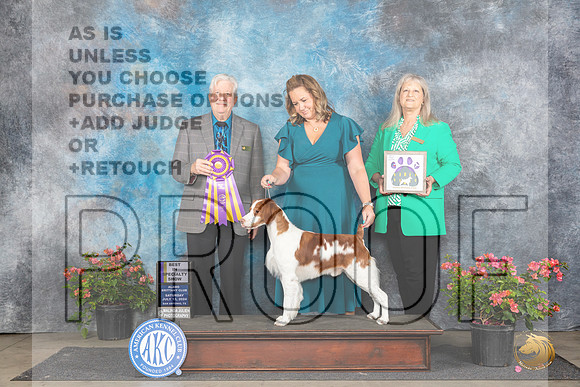 Brittany #21 Sat BISS Judge Robert E Stein__JP_5034_San Antonio_2024_HR3