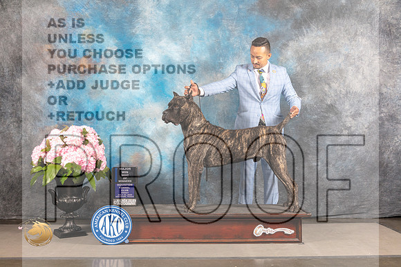 Cane Corso #14 FRI BOW Major Judge Patricia Sosa_MJ_5959_Houston_2022_HR3