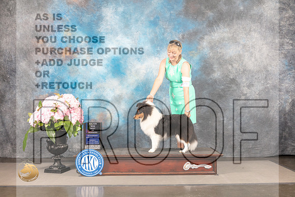 Shetland Sheepdog #19 SUN WD BW Major Judge Carrie Chase_MJ_7956_Houston_2022_HR3