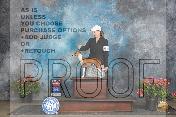 Italian Greyhound #21 Fri G2 Judge Wendy Willhauck __JP_4542_San Antonio_2024_HR3