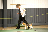 Beagle Sat S1