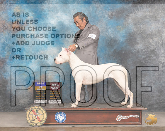 Dogo Argentino #8 Fri BOBOHBOB Judge Donnelle RichardsMMJ_2857_Mdlnd2022_HR3