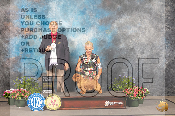 Norfolk Terrier #11 Thur BOB Judge Robert Shreve_MJ_0132_SA_2022_HR3