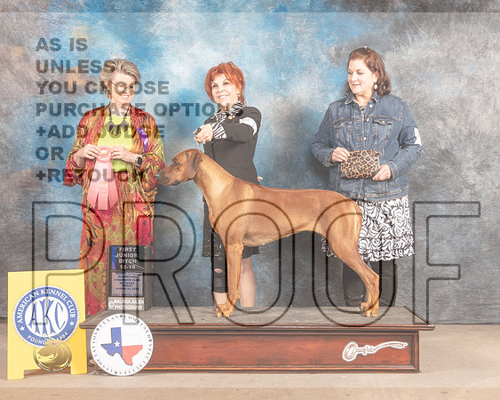 Rhodesian Ridgeback #18 12-18Sweeps Judge Cynthia McFadden-MMJ_7283-FW2022-HR3