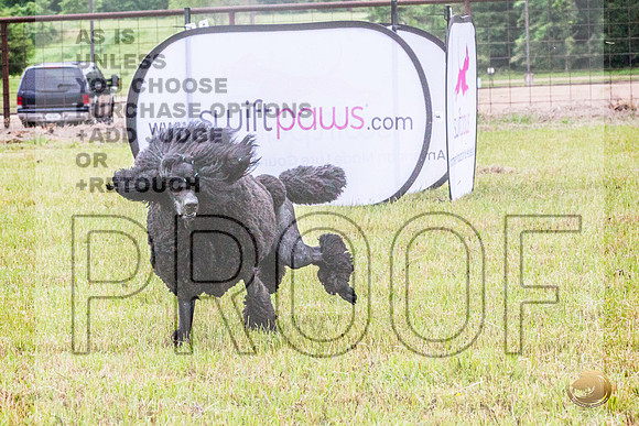 Poodle Std Misty Sat 4_JJL_1110_BatesvilleMS_2024_HR3