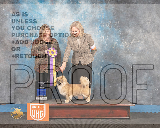 Tibetan Spaniel #292 Sun RBIS Judge Tracey Kallas_MMJ_6821_Addison2022_HR3