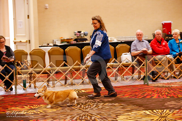 _JJ_9575-HstnCorgiFeb2015-HR3