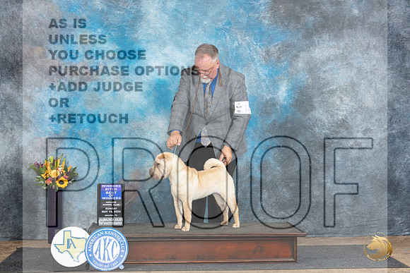 Chinese Shar Pei #10 Sun BOW no judge__JP_0004_Abilene_2024_HR3