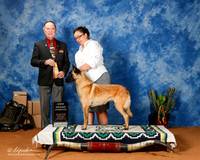 Belgian Malinois #6 Sat BOB New GrCh