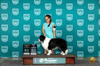 Border Collie #1122 Fri - Sun