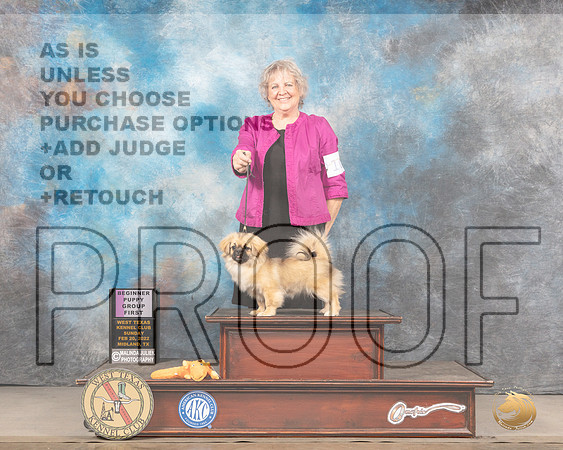 Tibetan Spaniel #10 Sun OHG1 Judge Jim FehringMMJ_5576_Mdlnd2022_HR3