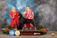 Doberman Pinscher #9 Thur BOB Judge Debra Thornton