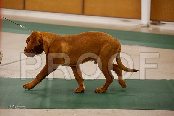 BISpup-1071-NormNov13-HR