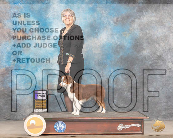 Miniature American Shepherd #8 Sat WB Judge Judy BrownMMJ_4387_Mdlnd2022_HR3