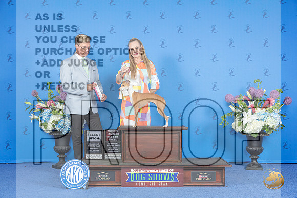 Italian Greyhound #12 SAT SB OH Judge Douglas Johnson__JP_0023_Houston_2024_HR3
