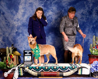 Australian Cattle Dog #56 and #38 Fri Award of Merit Lewis Jan M and Kim R Broster and Robin McCall Robin Hutson Colette Livingston Judge D Brown