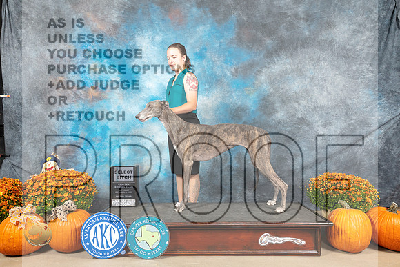 Greyhound #6 Sat SB Judge Shelley Hennessy_MJ_5540_Belton_2022_HR3